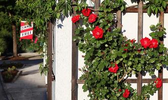 A beautiful wall with red roses and green foliage. In the background, there is a sign that reads "Room Available."