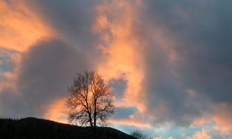 A single tree stands in front of a colorful sunset. The clouds shine in various shades of orange and blue.