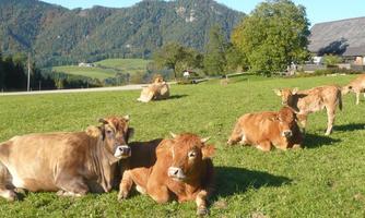 A group of cows is lying relaxed in a meadow. In the background, mountains and a farmhouse can be seen.