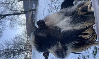 A goat with long, curved horns stands in the snow. In the background, trees and a winter landscape can be seen.
