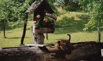 A small birdhouse with flowers stands on a tree stump. In the foreground, a dog is lying on a wooden log.