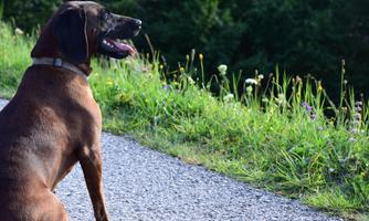 A dog sits by the side of the road and looks into the distance. The surroundings are green and blooming.