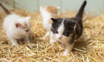 Three small kittens are playing among the straw. One kitten has black and white fur, the others are white and orange.