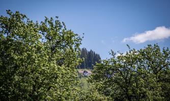 A picturesque landscape with green trees and a clear blue sky. In the distance, a house can be seen on a hill.