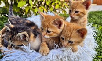 A group of cute kittens is sitting in a soft basket. They are brown and black colored and are happily playing with each other.