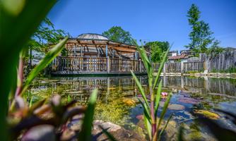 A tranquil pond with colorful aquatic plants and a wooden structure in the background. The clear blue sky makes the scene appear bright and inviting.