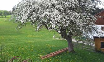 A blooming fruit tree stands in a green meadow. In the background, wildflowers and a wooden hut can be seen.