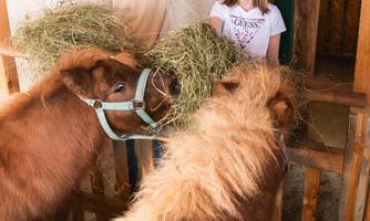 Two girls are feeding cows in a barn. The cows are enjoying fresh hay.