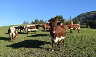 A group of cows is standing on a green meadow under a clear blue sky. In the background, hills with trees can be seen.