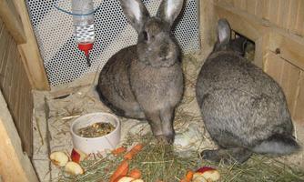 Two rabbits in a pen with fresh hay and vegetables. The animals have a water dispenser and a food bowl.
