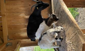Three goats are standing on a wooden board in a barn. One goat is black, while the other two are white and black patterned.