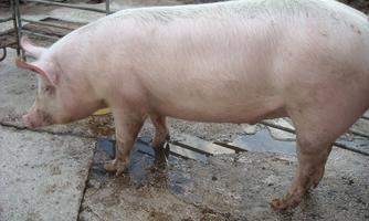 A domestic pig stands on a paved floor. The background is rural and slightly dirty.