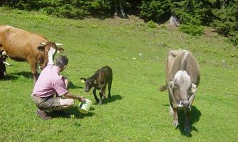 A farmer is feeding a calf in a meadow. In the background, cows and trees can be seen.