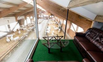 A modern observation platform in a barn with a glass window. Chairs and a table are available, while animals can be seen in the background.