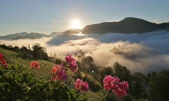 A picturesque view of the mountains at sunrise, shrouded in mist. In the foreground, colorful flowers bloom in the evening sun.