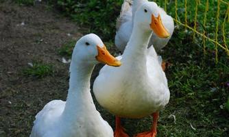 Three white ducks are standing on the grass in front of a fence. They have orange beaks and legs.