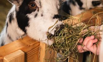 Two cute calves are eating hay from a person's hand. They are standing behind a wooden fence in a stable.