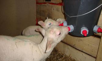 Two lambs are drinking from a feeding system in a barn. The floor is covered with straw, and the walls are made of wood.