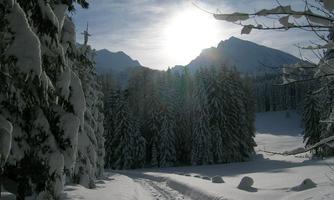 A snow-covered landscape with tall trees and snow-capped mountains in the background. The sun shines kindly over the scene and illuminates the narrow path in the snow.