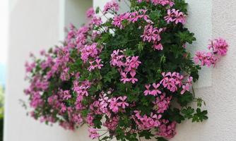 A wall-mounted plant with many pink flowers is attached to a bright wall. The flowers give the room a cheerful atmosphere.