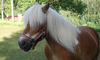 A pretty horse with long, light fur stands in a meadow. In the background, trees and a natural landscape can be seen.