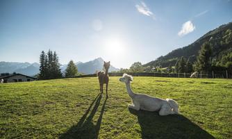 Two animals are standing in a green meadow with a sunset in the background. One alpaca is lying relaxed on the grass while another animal stands nearby.