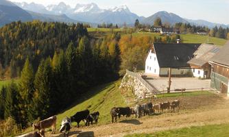 A rural scene with cows standing on a path, surrounded by green meadows and mountains in the background. The landscape is characterized by colorful autumn foliage.
