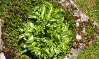 A large, round stone slab is covered with various green plants. In the center, strong green leaves of a plant are growing.