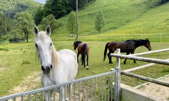 A white horse stands by the fence, while two brown horses graze in the background. The surroundings are green and hilly.