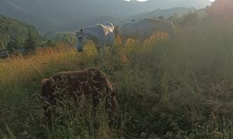 A quiet meadow with several horses in the background. The mountains are visible in the distance and the sky has a warm glow.