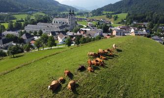 An idyllic landscape with cows in a green meadow. In the background, a small village and gentle hills can be seen.