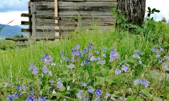 An old wooden house stands in the background, surrounded by green meadows. In the foreground, cheerful purple flowers are blooming.