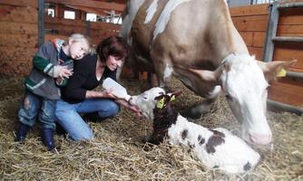 A child and a woman are standing in a barn, surrounded by a milk cow and a calf. They are interacting kindly with the animals, while straw lies in the background.