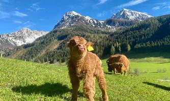 A cute calf stands on a green meadow in the mountains. In the background, there are snow-covered peaks and a clear blue sky.