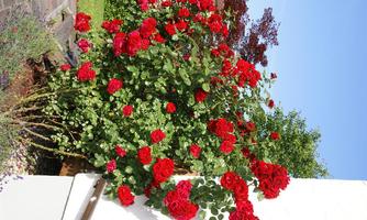 A lush rose bush with numerous red flowers. In the background, green plants and a blue sky are visible.