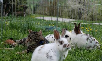 A cat and several rabbits are relaxed on the meadow. In the background, green meadows and trees can be seen.