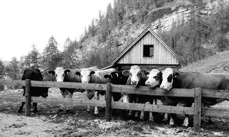 A group of cows stands by a wooden fence in front of a farmhouse. In the background, trees and rocks can be seen in a natural landscape.