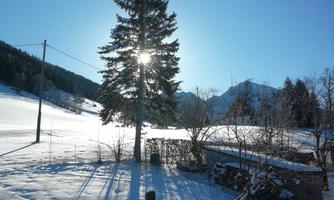 A snowy landscape with a large tree and clear blue sky. The sun shines through the branches and creates interesting shadows.
