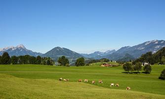 A picturesque landscape with lush greenery and gentle hills. Some cows are grazing under a clear blue sky.