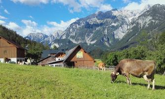 A green meadow with cows and traditional wooden buildings. In the background, the impressive mountains rise under a clear sky.