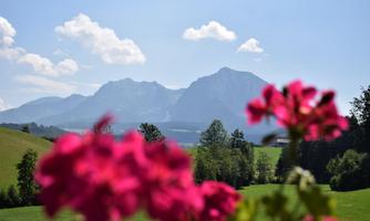 A picturesque mountain landscape with green meadows and blooming decorative plants in the foreground. The clear sky and the majestic mountains create a peaceful atmosphere.
