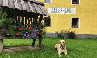 A Labrador lies on the green grass in front of a yellow building. Next to him is a wooden bench with colorful flowers.