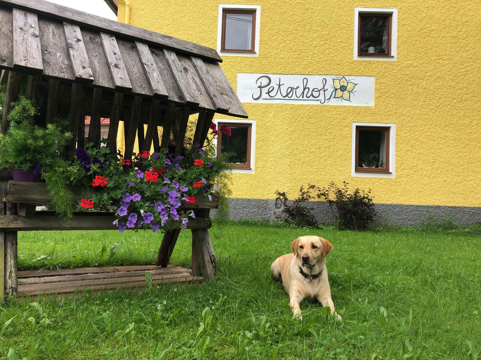 Peterhof – komm als Gast & geh als Freund