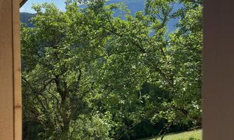 A green meadow with trees and a blue sky. The sun is shining and it is a clear day.