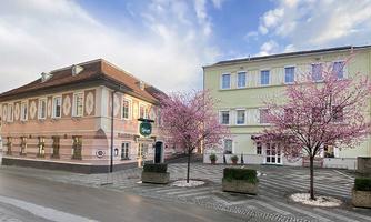 A picturesque square with two buildings and blooming cherry trees. The sky is clear and the ambiance seems inviting.