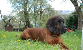 A brown dog is lying relaxed in the grass. In the background, trees and a playground can be seen.
