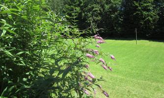 A green field surrounded by trees and shrubs. The purple flowers bloom in the sunlight and add color to the landscape.
