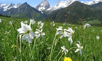 A blooming meadow with white flowers and yellow dandelions. In the background, snow-capped mountains rise under a radiant blue sky.