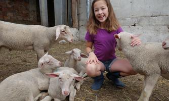 A girl is sitting on the floor and smiling, surrounded by several lambs. The animals are curious and stand close to her in a barn.