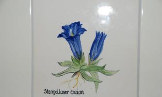 An artistic representation of the stemless gentian with blue flowers. The background is kept light and simple to highlight the colors of the flower.